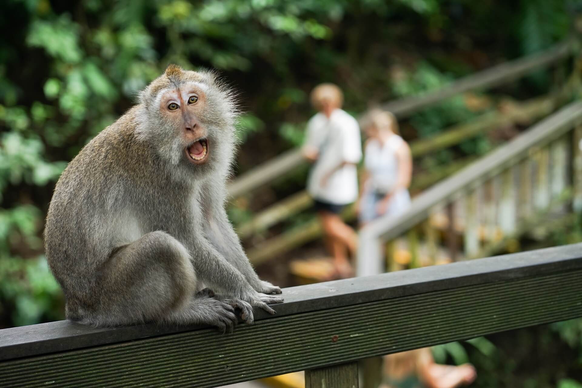 Monkeys